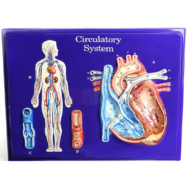 Circulatory System Model Activity Set